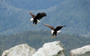two eagles flying, we are twice saved