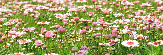 field of joyful flowers with their faces looking up to their creator
