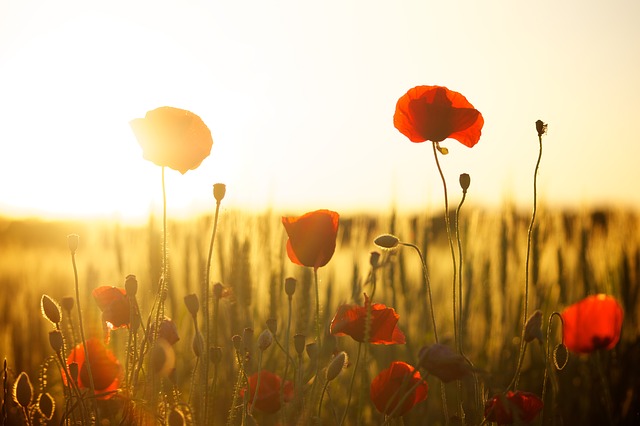 field of poppies showing all is well