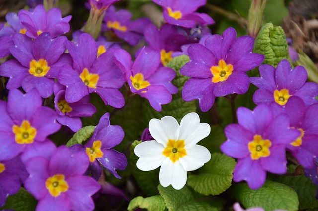 One white flower in the midst of purple flowers. Seeing the truth about you as a believer.