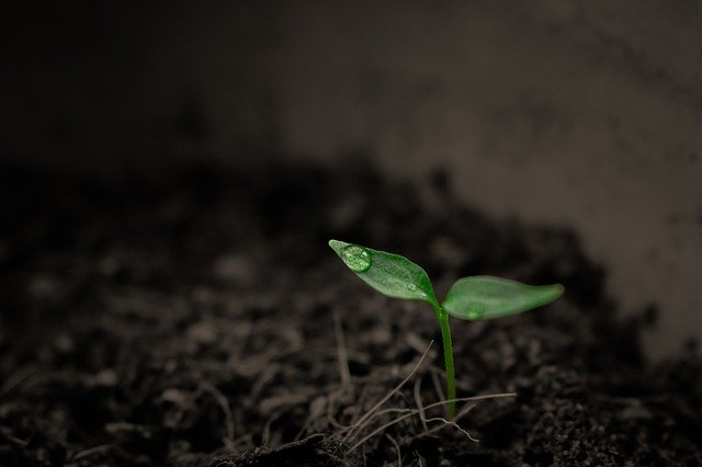  small green sprout coming out of the soil