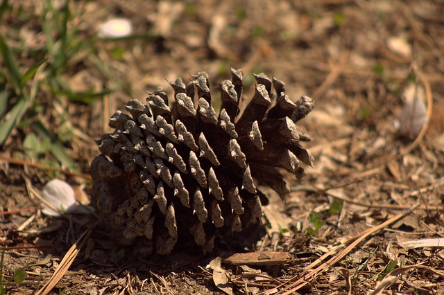 pinecone needs to fall to the ground before a new tree can grow.