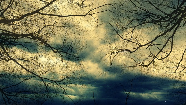 bare tree limbs and stormy sky showing sadness