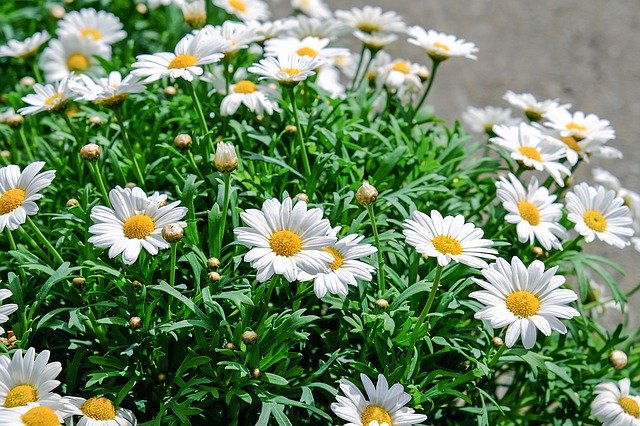 daisies looking joyful