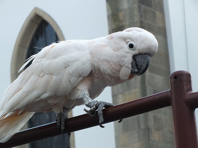 white parrot that looks like he is talking