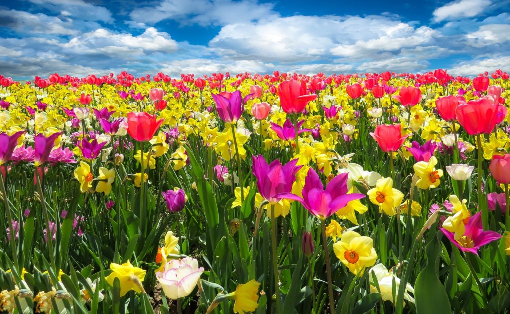 field full of flowers