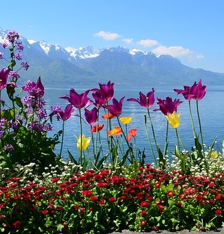 Scenic picture of flowers in front of lake with mountains in background
